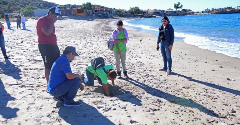 Colocan letreros para proteger zonas de anidación de tortugas en playas de San Carlos