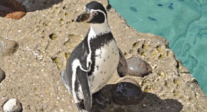 Zoológicos de la Ciudad de México firman convenio con Japón para conservar especies