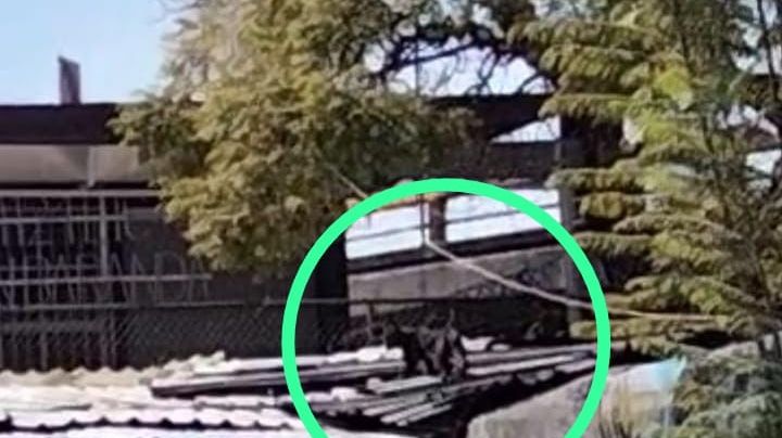 ¡Insólito! Reportan avistamiento de una Pantera en el Mercado de Tacuba en la CDMX