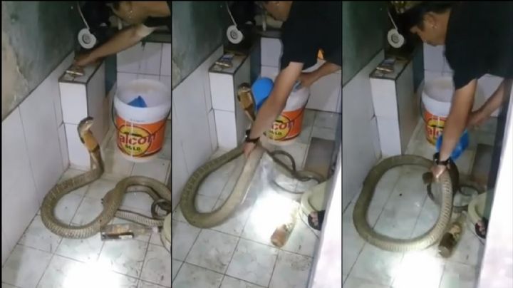 De no creerse: Joven baña a su mascota pero ella intenta atacarlo; era una serpiente