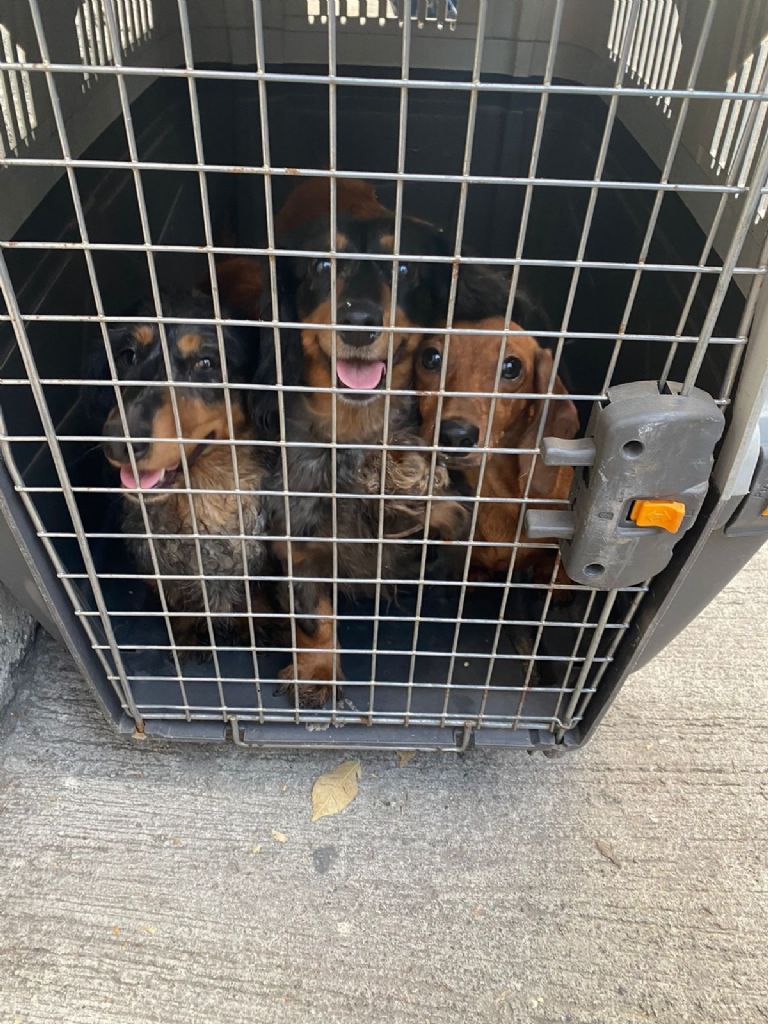 Rescate criadero clandestino CDMX 