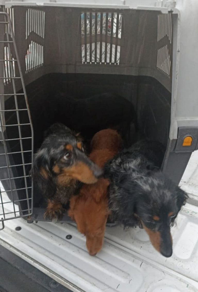 Criadero clandestino CDMX 