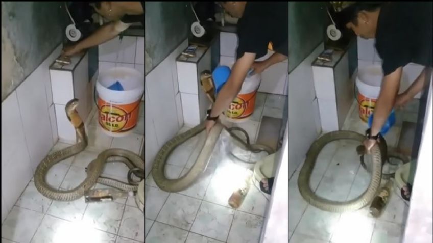 De no creerse: Joven baña a su mascota pero ella intenta atacarlo; era una serpiente