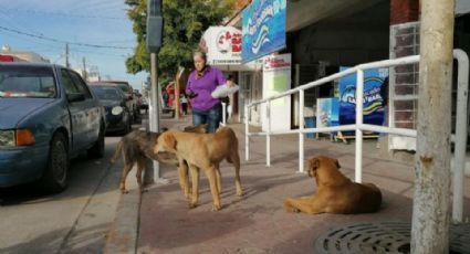 Sonora: Navojoa retrocede en protección a los derechos de los animales