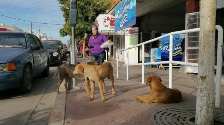 Sonora: Navojoa retrocede en protección a los derechos de los animales