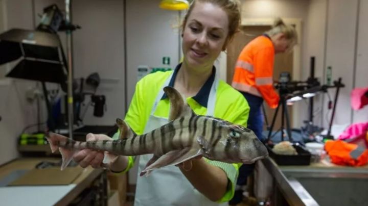 Enhorabuena: Expertos descubren una nueva especie de tiburón; aún no es clasificado