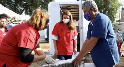 ¡Atención! Asiste a la Jornada de Esterilización gratuita de mascotas en Toluca