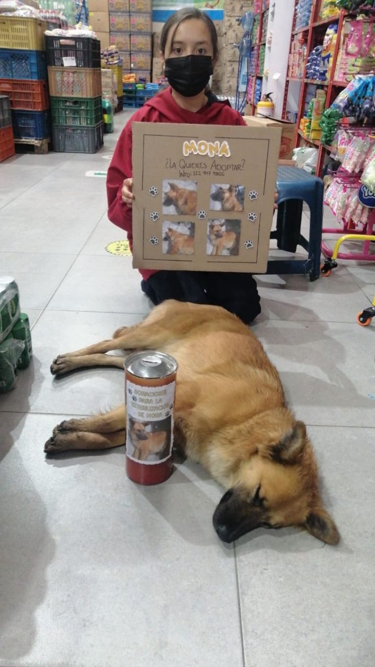 Esterilización de Mascotas