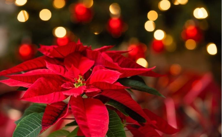 Flor de Nochebuena en CDMX