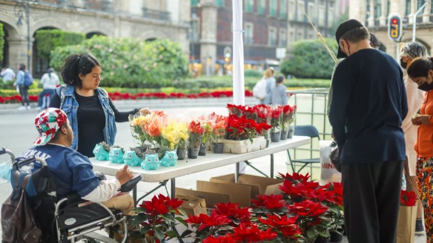 ¡No pierdas la oportunidad! Compra Nochebuenas en el Zócalo y ayuda a productores locales