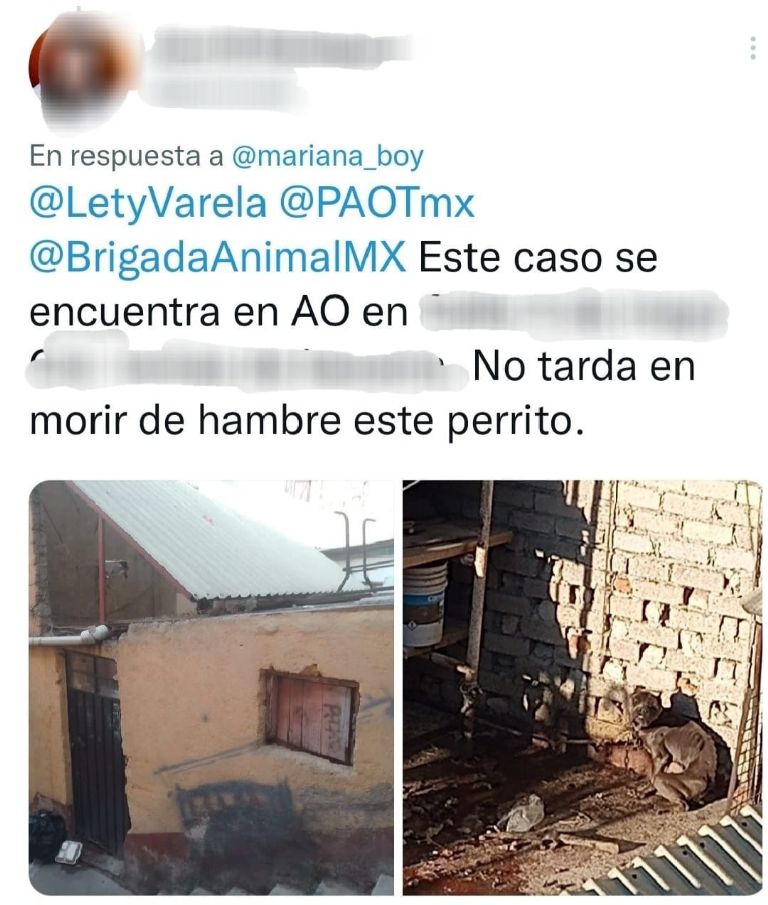 Denuncia de Maltrato Animal