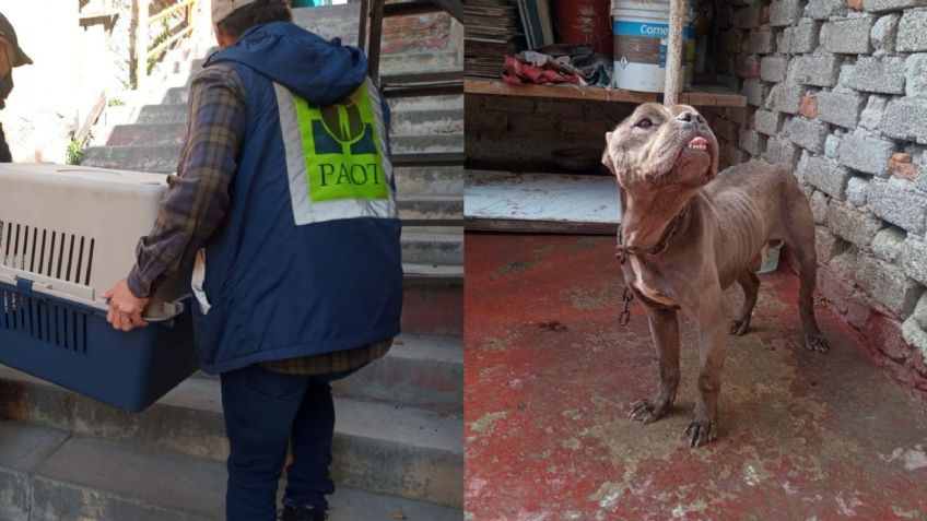 Conoce a 'Zeus', el perrito que hallaron encadenado en una azotea y desnutrido en la CDMX