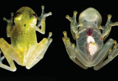 Foto ilustrativa de nota Ahora la ves, ahora no la ves: Conoce a la rana de cristal; podría desaparecer frente a tus ojos