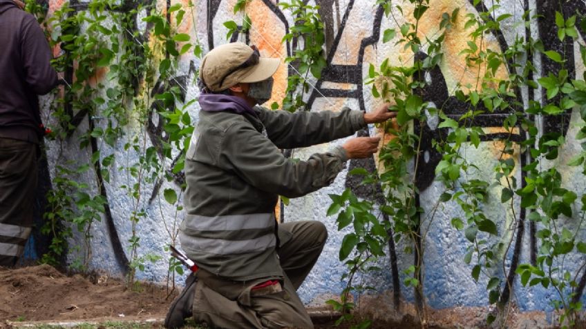 Bardas Vivas: La alternativa de la Ciudad de México para proteger el ambiente