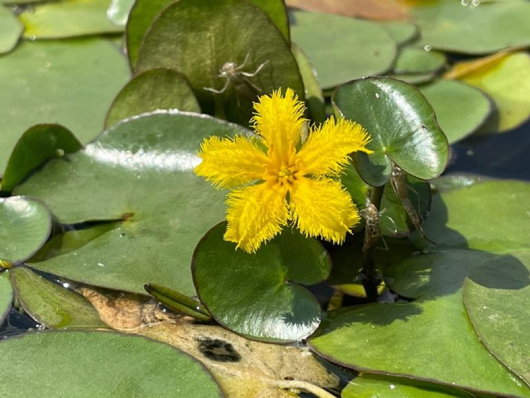 Plantas acuáticas en CDMX