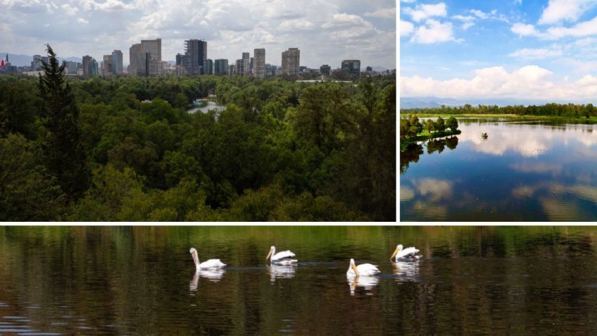 Reconocen a la CDMX a nivel internacional por su protección del Medio Ambiente