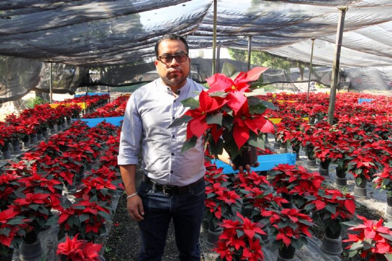 Vivero de Nochebuena