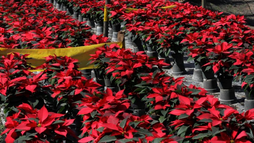 Vivero en Yecapixtla produce flores de Nochebuena para venderse en la Ciudad de México