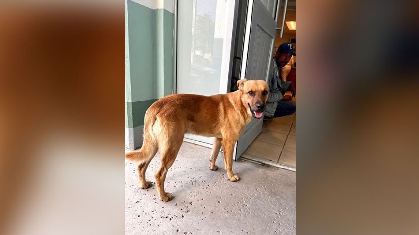 Tras la desaparición de 'Don Goyo', 'El Palomo' apoya a autoridades para localizar a su amo