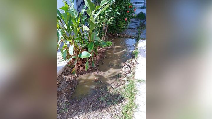 Drenaje amenaza la salud de vecinos de la colonia Fovissste de Guaymas; planean bloquear calles