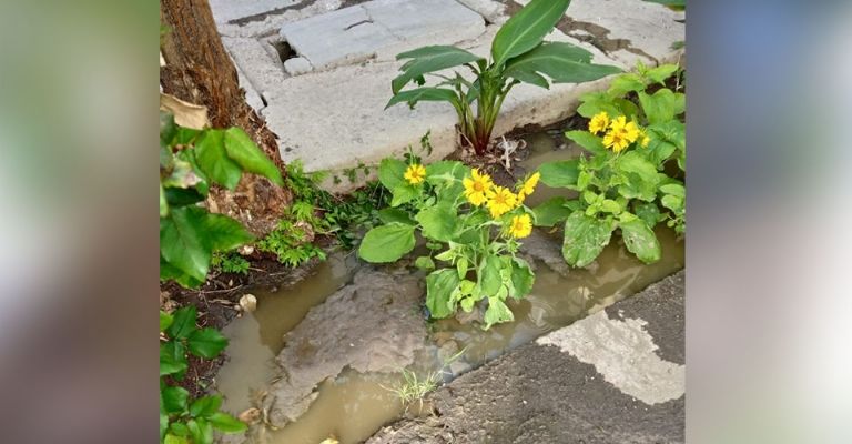 Drenaje amenaza la salud de vecinos de la colonia Fovissste de Guaymas