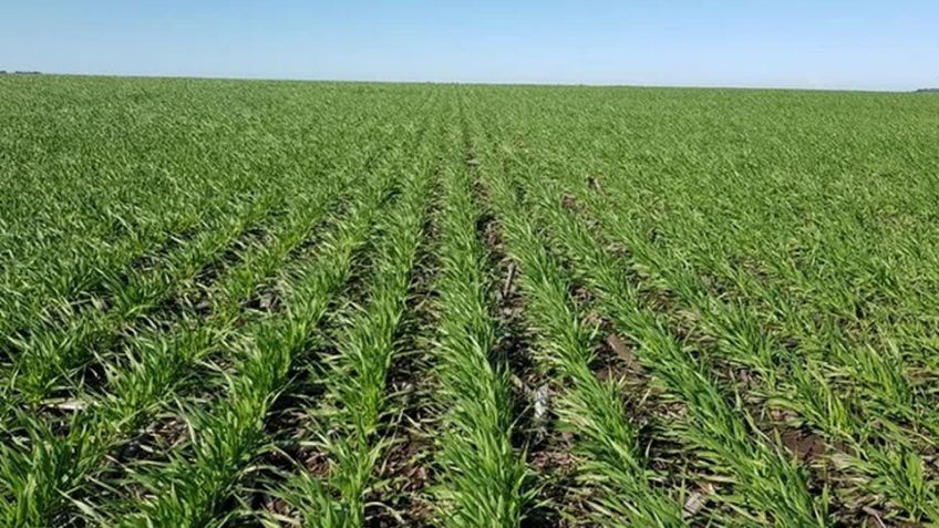 Distrito de Riego del Río Yaqui otorga 100% de permisos para siembras