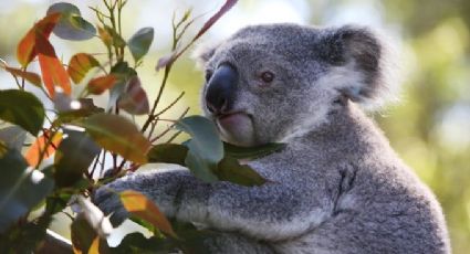 Australia alerta al mundo: Declara a los koalas en peligro de extinción