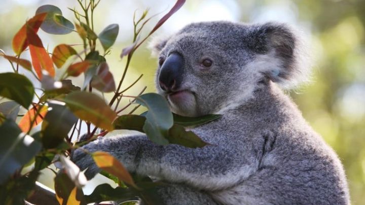 Australia alerta al mundo: Declara a los koalas en peligro de extinción