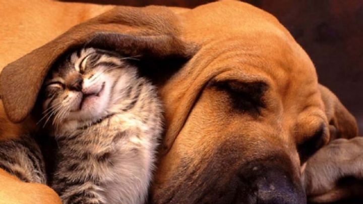 Iniciativa busca eliminar el IVA en alimentación y atención médica para mascotas en México