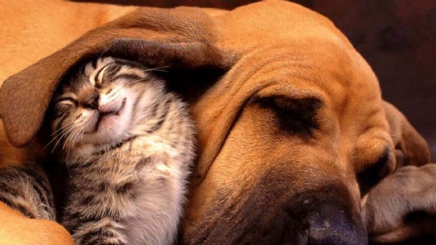 Iniciativa busca eliminar el IVA en alimentación y atención médica para mascotas en México