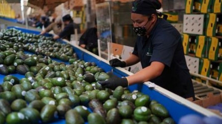 Aguacate mexicano volverá a los anaqueles de EU: levantan suspensión de importación