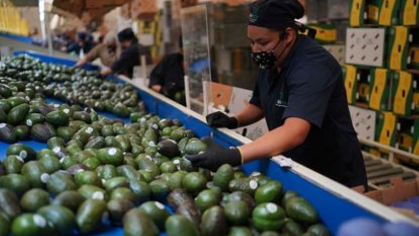 Aguacate mexicano volverá a los anaqueles de EU: levantan suspensión de importación