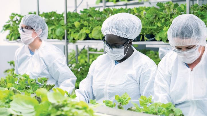 Covid-19: Canadá autoriza el uso de Medicago; se trata de una vacuna de origen vegetal