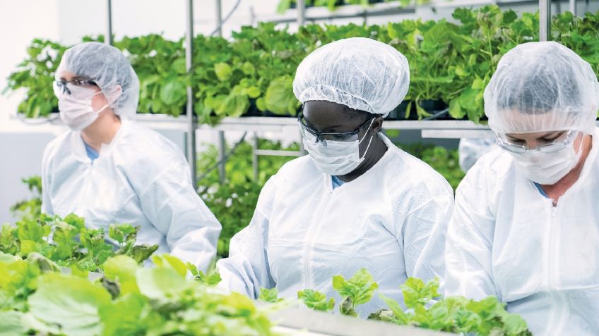 Covid-19: Canadá autoriza el uso de Medicago; se trata de una vacuna de origen vegetal