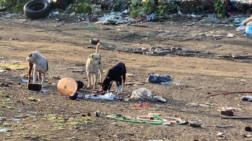 Terror en Edomex: Tras ser atacada por perros callejeros, muere fémina en nosocomio