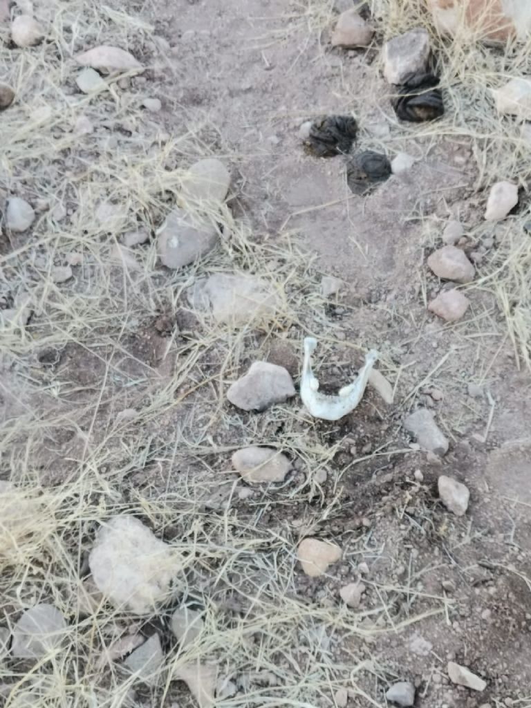 Rastreadoras localizaron mandíbula humana en Cajeme