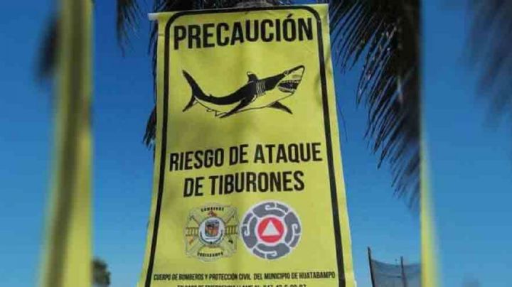 Protección Civil alertará a vacacionistas por posible presencia de tiburón en playas de Huatabampo