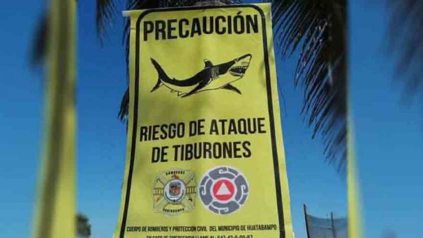 Protección Civil alertará a vacacionistas por posible presencia de tiburón en playas de Huatabampo