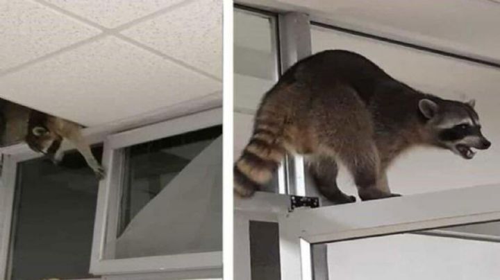 VIDEO: ¡Increíble! Mapaches invaden hospital del Issste de Tampico; generan caos por los pasillos