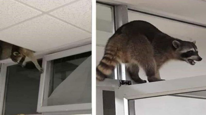 VIDEO: ¡Increíble! Mapaches invaden hospital del Issste de Tampico; generan caos por los pasillos