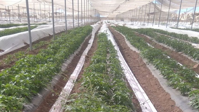 Terrible hallazgo: Trabajador encuentra cráneo en invernadero frente al Canal Bajo