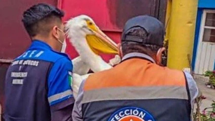¡Inexplicable! Autoridades de la CDMX rescatan a un pelícano que deambulaba por las calles