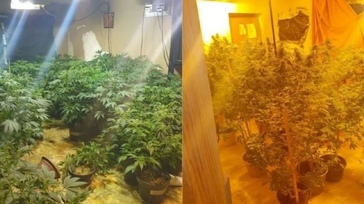 FGR asegura plantas de marihuana y lámparas de calor durante cateo en Santa Ana