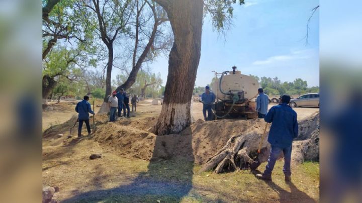 Lanzan un S.O.S. para rescatar el Río Mayo en Navojoa; la tala de árboles es uno de los problemas