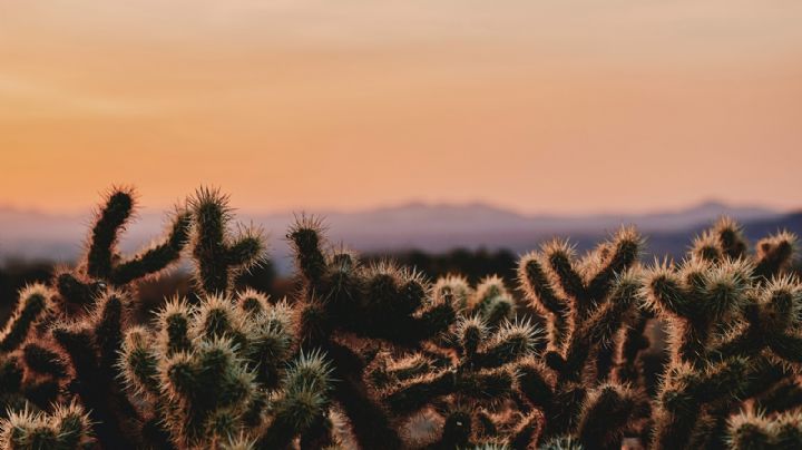 Clima Sonora hoy 18 de abril 2022: ¡Precaución! Advierten por temperaturas altas este día