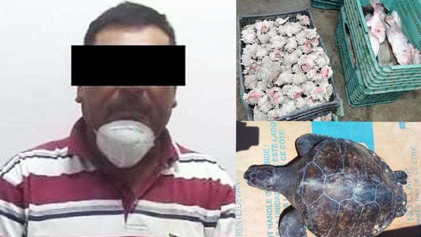 Sorprenden en Sonora a sujeto que transportaba especie protegida de tortuga marina