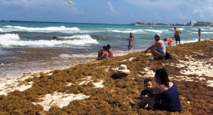 Semar advierte sobre situación "alarmante" respecto al sargazo en playas de Quintana Roo