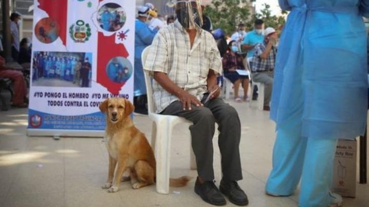 ¡De no creerse! Investigan a canino por 'contagiar' a familia mexicana de Covid-19