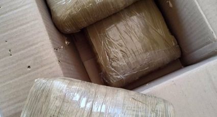 Revés al narco: Localizan 300 kilos de droga escondida en cargamento de alfalfa