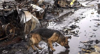 Las otras víctimas de la guerra en Ucrania: Localizan refugio animal con 300 perros muertos